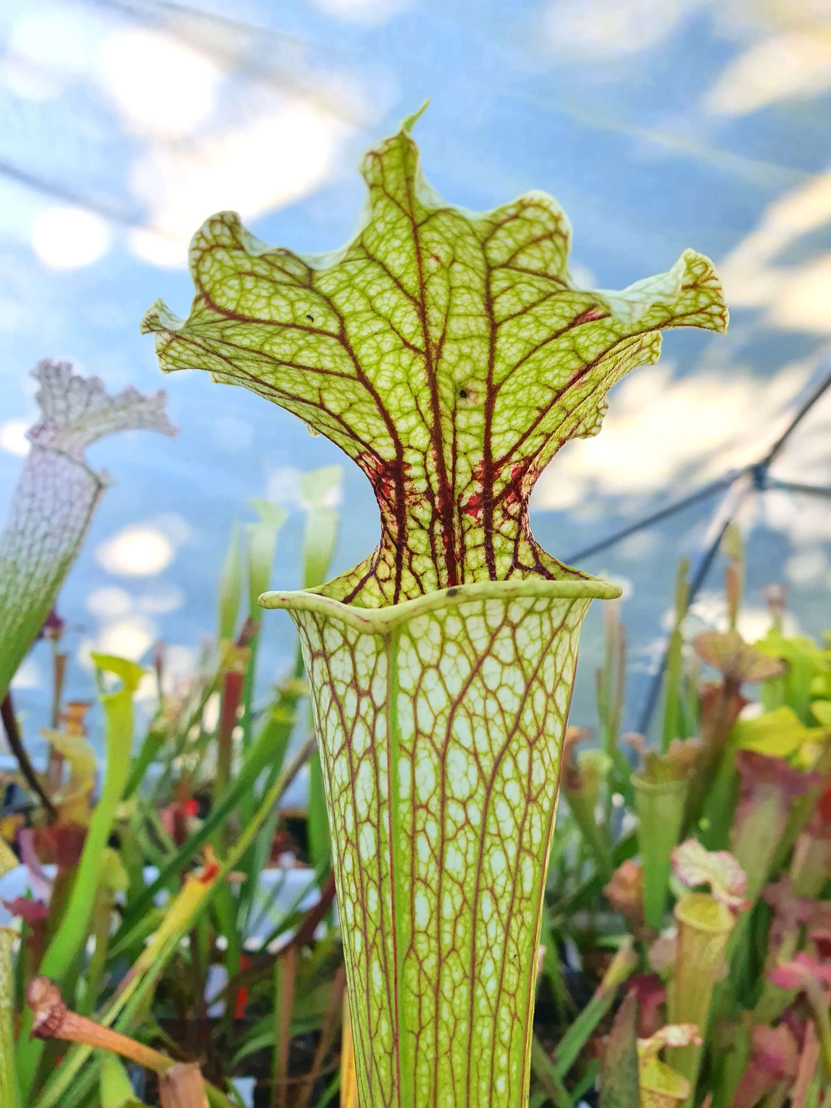 Sarracenia 'Leviathan' gros plan sur les urnes
