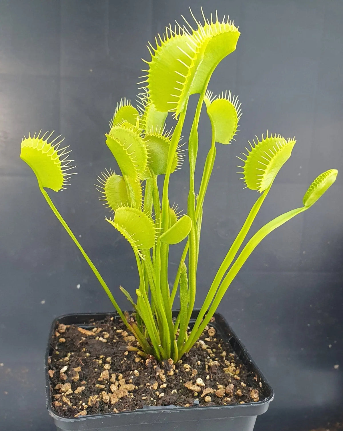 Plante carnivore Dionaea muscipula "Spider"