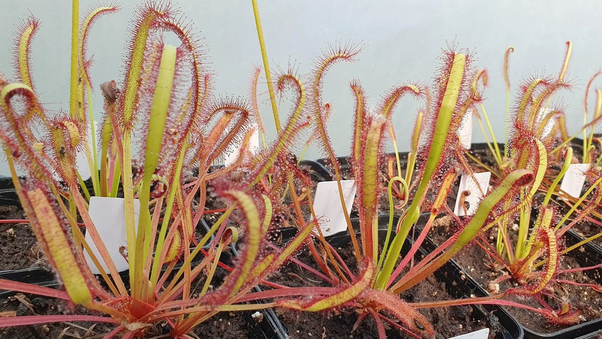 Plante carnivore Drosera capensis "Ceres"