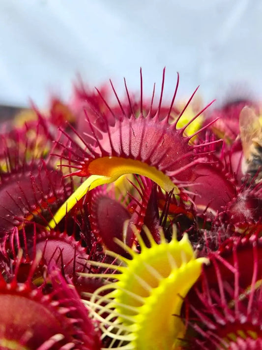 Dionaea muscipula : Comment cultiver et entretenir cette plante carnivore ?