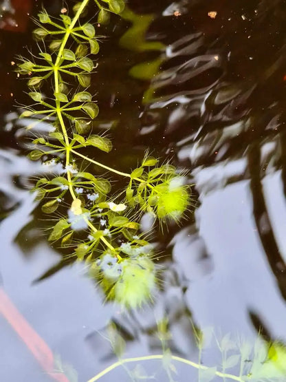 Aldrovanda vesiculosa CARNIVORE DE SOLOGNE