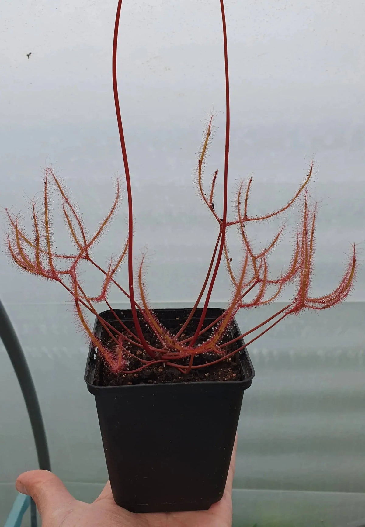 Drosera binata var. dichotoma "Small" CARNIVORE DE SOLOGNE