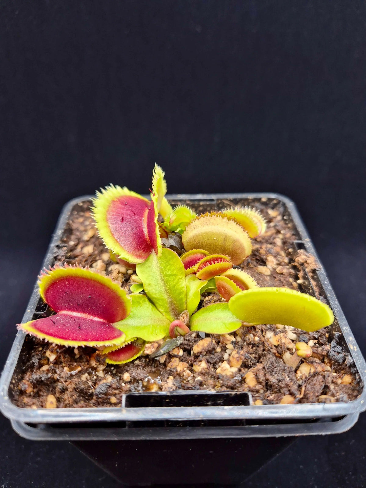 Plante carnivore Dionaea muscipula "Bristle Tooth" dans son pot