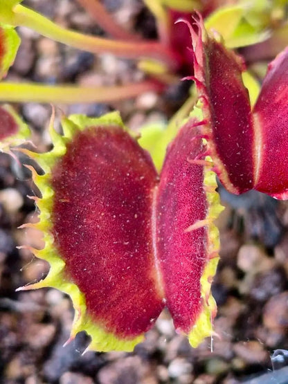 Plante carnivore Dionaea muscipula "Chinese Dumpling" dans son pot
