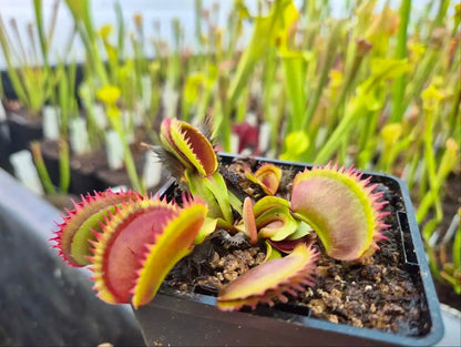 Plante carnivore Dionaea muscipula "Coq Couché" dans son pot