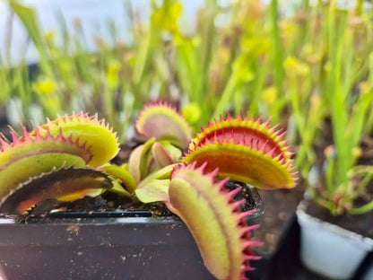 Plante carnivore Dionaea muscipula "Coq Couché" à la pépinière Carnivore de Sologne