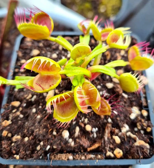Plante carnivore Dionaea muscipula "Cross Teeth" dents croisées