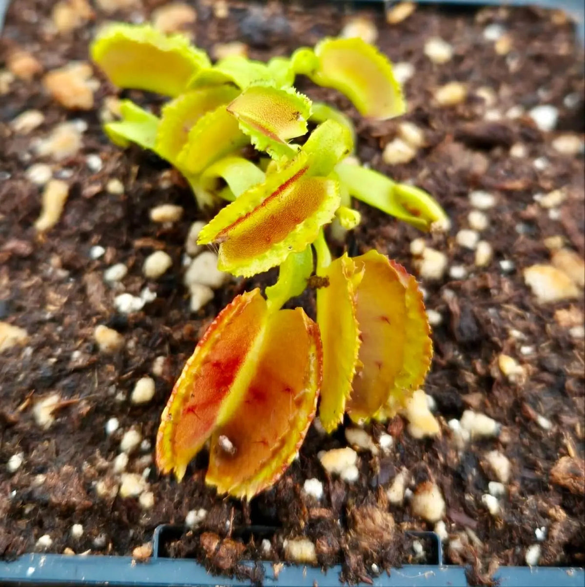 Plante carnivore Dionaea muscipula "Freaky Star" dans son pot