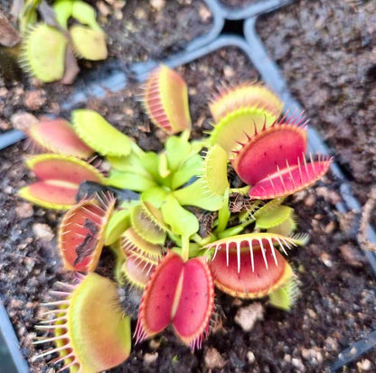 Plante carnivore Dionaea muscipula "GJ Equobia" dans son pot