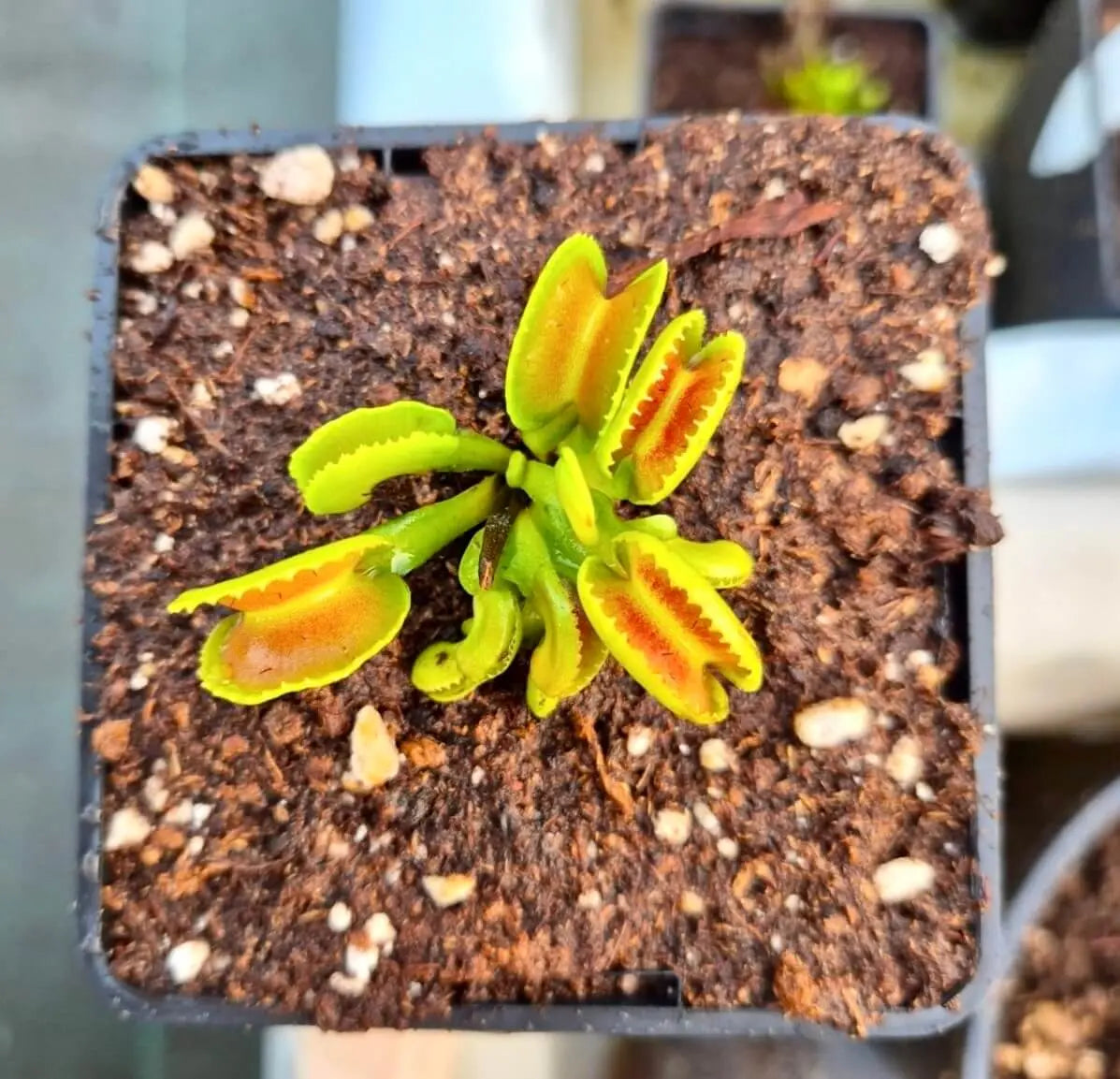 Plante carnivore Dionaea muscipula "GJ Giant Cudo" dans son pot