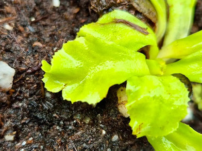 Plante carnivore Dionaea muscipula "GJ Rose" feuilles en rosette