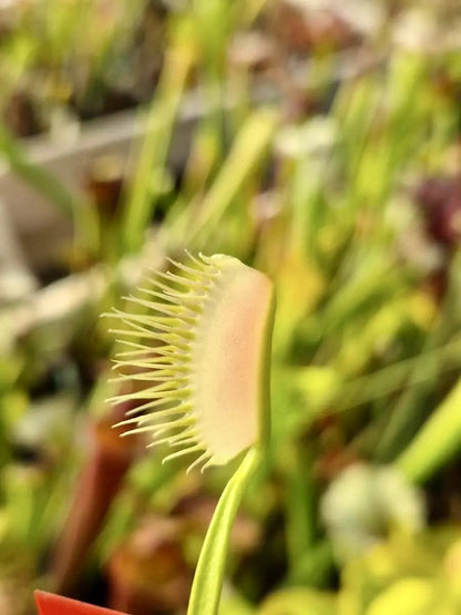 Plante carnivore Dionaea muscipula "Ghost" pièges blancs fantomatiques