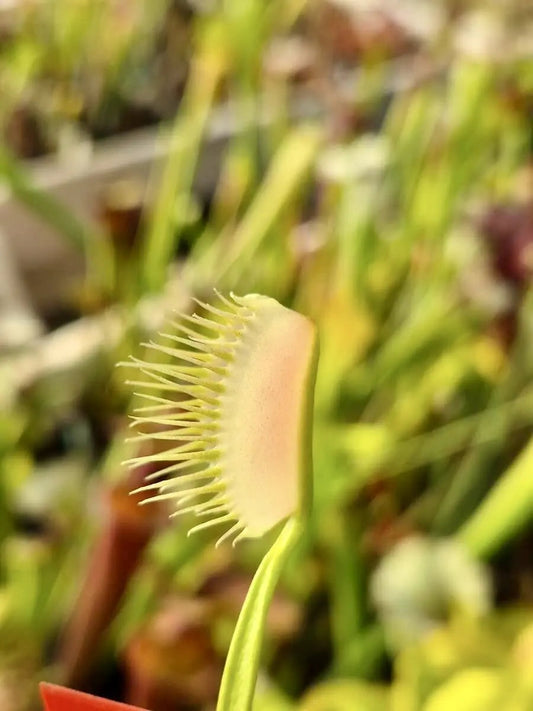 Plante carnivore Dionaea muscipula "Ghost" pièges blancs fantomatiques