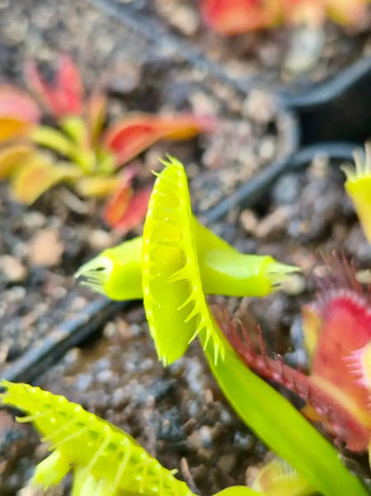 Dionaea muscipula 'Master of Disaster' CARNIVORE DE SOLOGNE