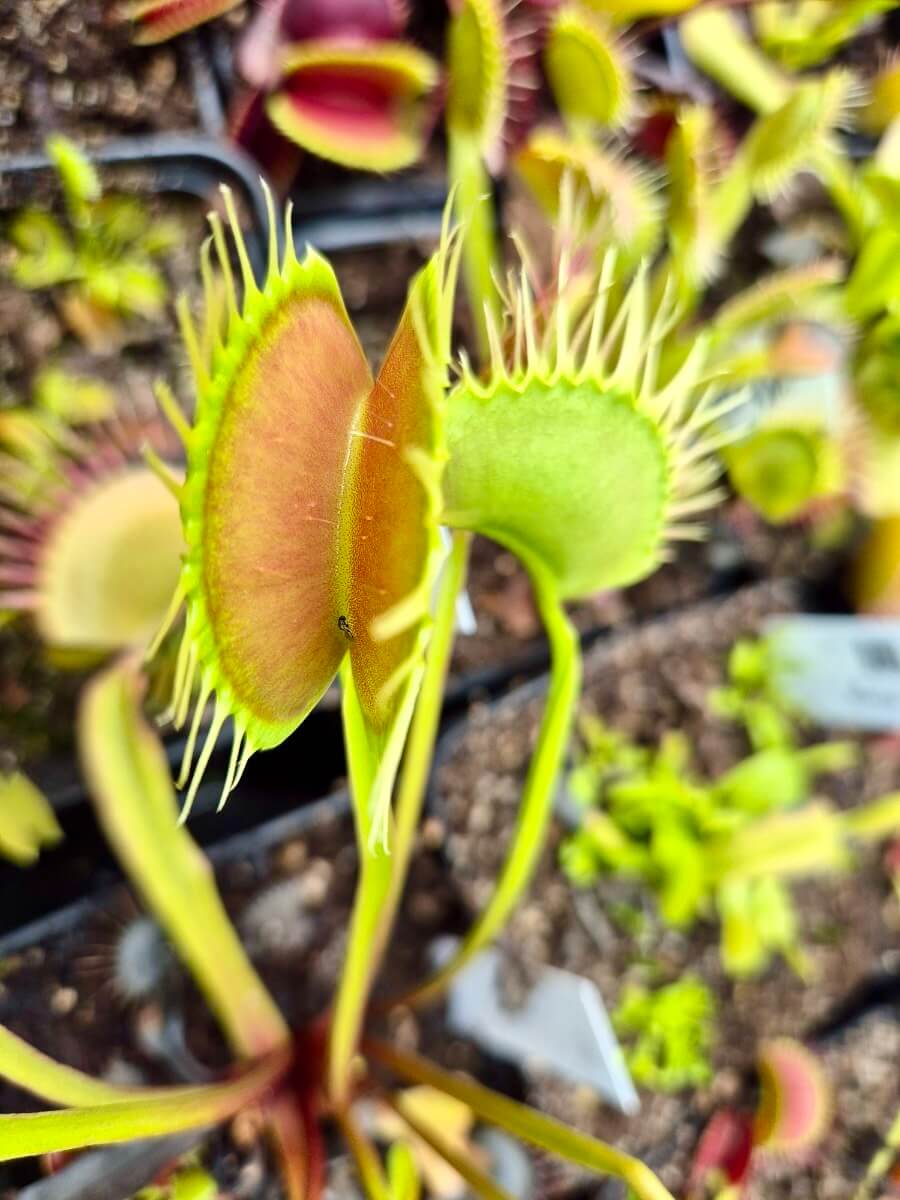 Dionaea muscipula Miss Pimbeche, détail du piège rouge et jaune