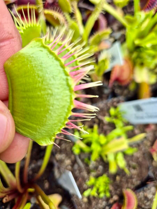 Dionaea muscipula Miss Pimbeche, dionée attrape-mouche aux couleurs vives