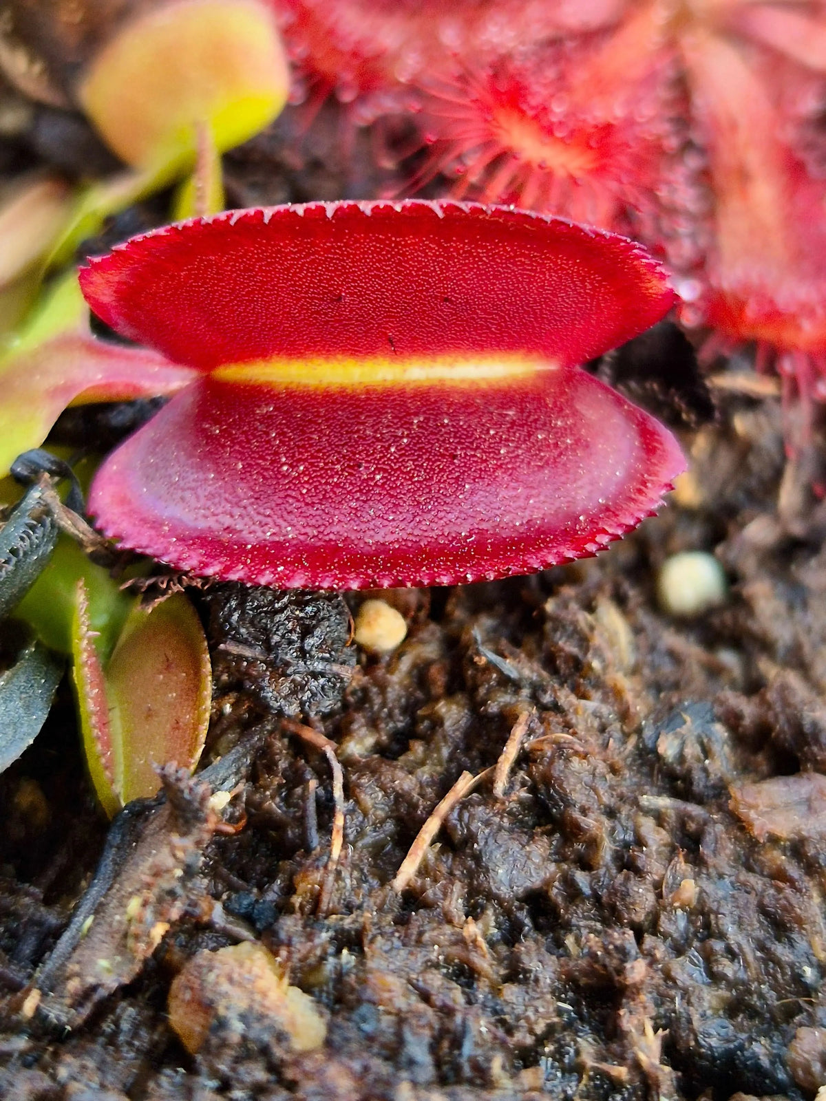 Plante carnivore Dionaea muscipula "Periscope" dans son pot