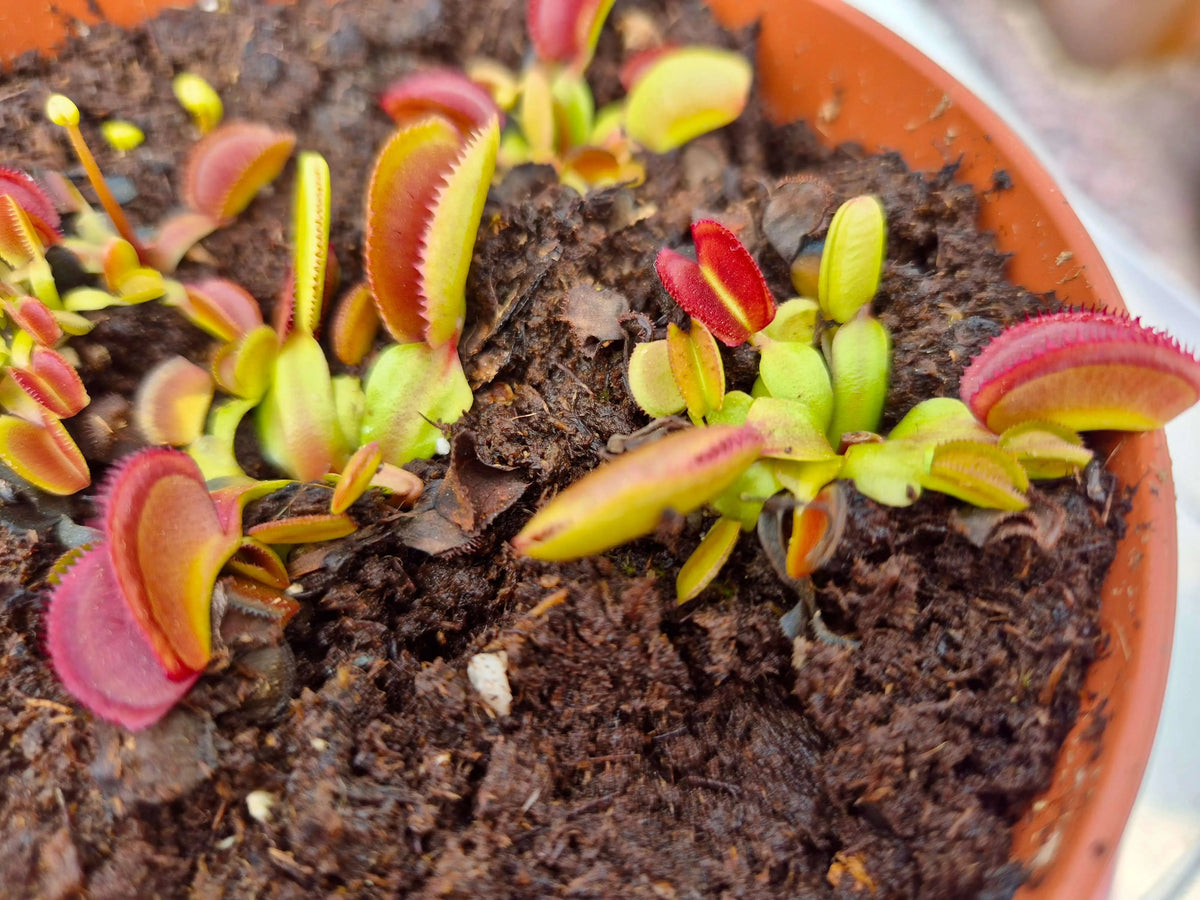 Plante carnivore Dionaea muscipula "Periscope" à la pépinière Carnivore de Sologne