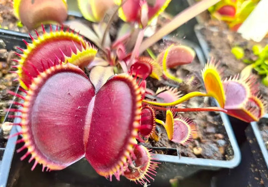 Plante carnivore Dionaea muscipula "Pink Venus" pièges roses