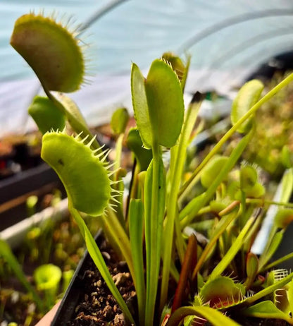 Plante carnivore Dionaea muscipula "South West Giant" grands pièges érigés