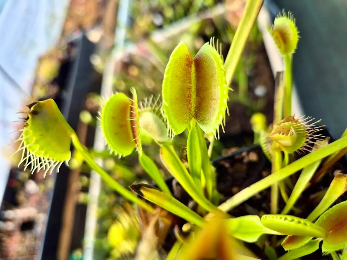 Plante carnivore Dionaea muscipula "South West Giant" dans son pot
