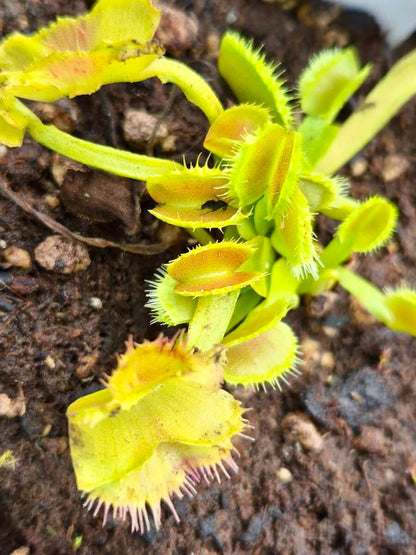 Dionaea muscipula Space, dionée attrape-mouche aux pièges atypiques