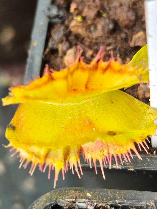 Dionaea muscipula Space, détail du piège et de ses couleurs