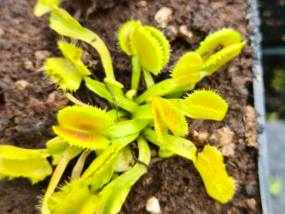 Dionaea muscipula Space cultivée en pot, plante carnivore en Sologne