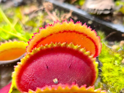 Plante carnivore Dionaea muscipula "Vitiligo" dans son pot