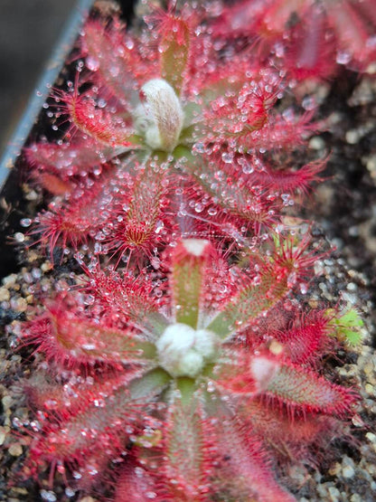 Drosera graomogolensis, détail des tentacules rouges couverts de rosée
