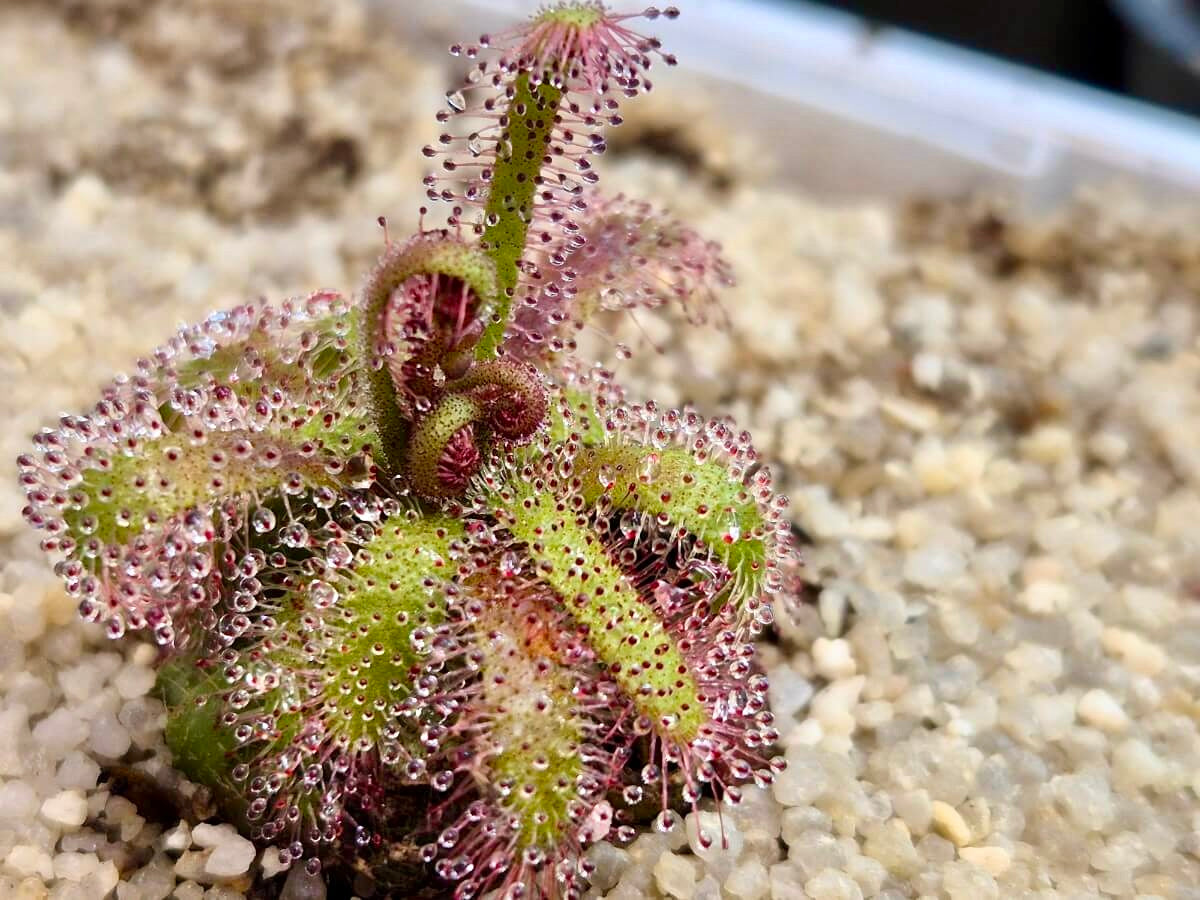 Drosera alba - Gifberg, South Africa