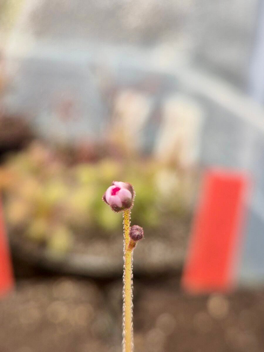 Drosera alba - Gifberg, South Africa