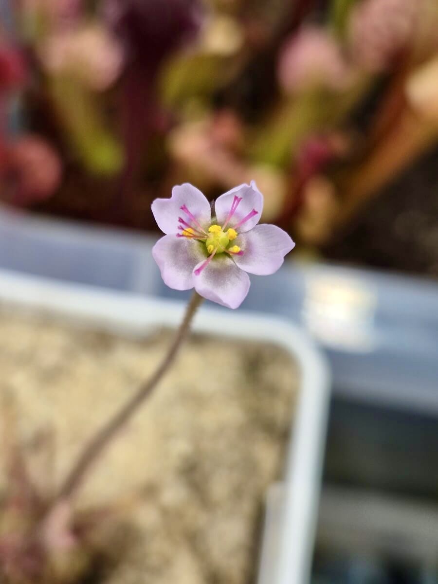 Drosera alba - Gifberg, South Africa