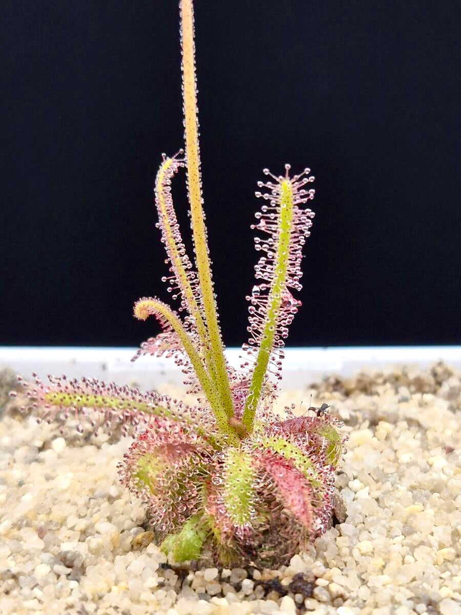 Drosera alba - Gifberg, South Africa