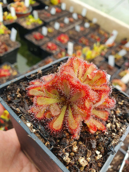 Drosera aliciae CARNIVORE DE SOLOGNE