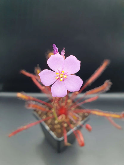 Drosera capensis "All Red" feuilles tentacules rouge vif