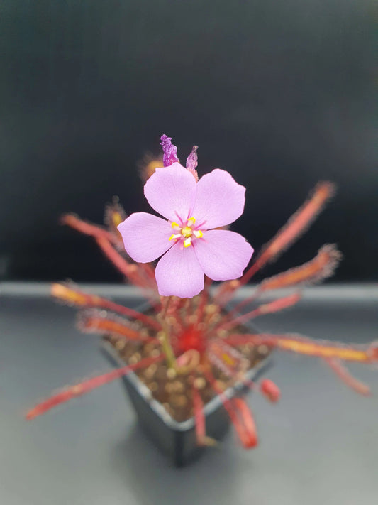Drosera capensis "All Red" feuilles tentacules rouge vif