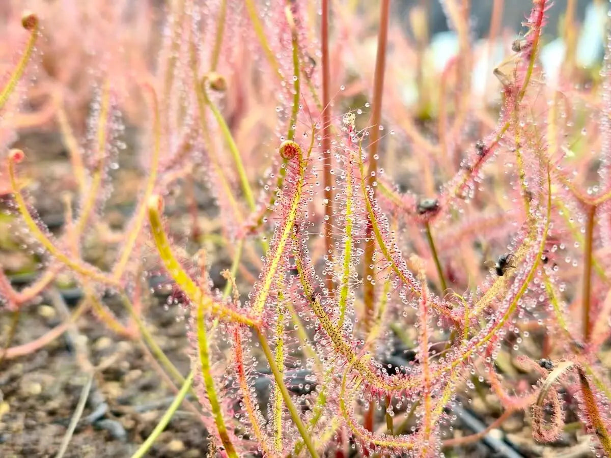 Drosera binata CARNIVORE DE SOLOGNE
