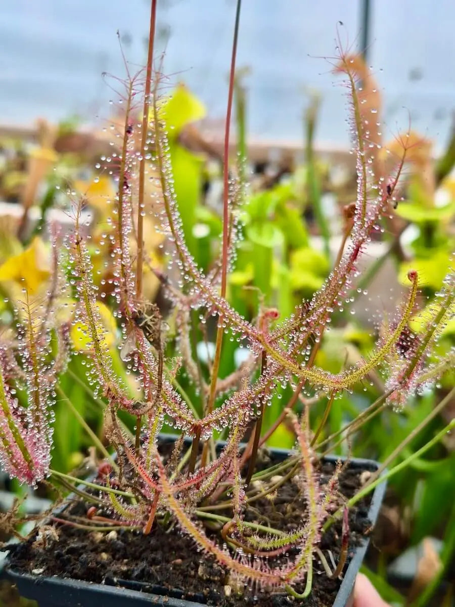 Drosera binata CARNIVORE DE SOLOGNE