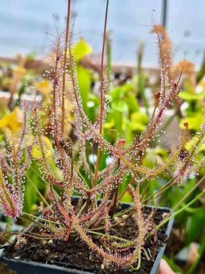 Drosera binata CARNIVORE DE SOLOGNE
