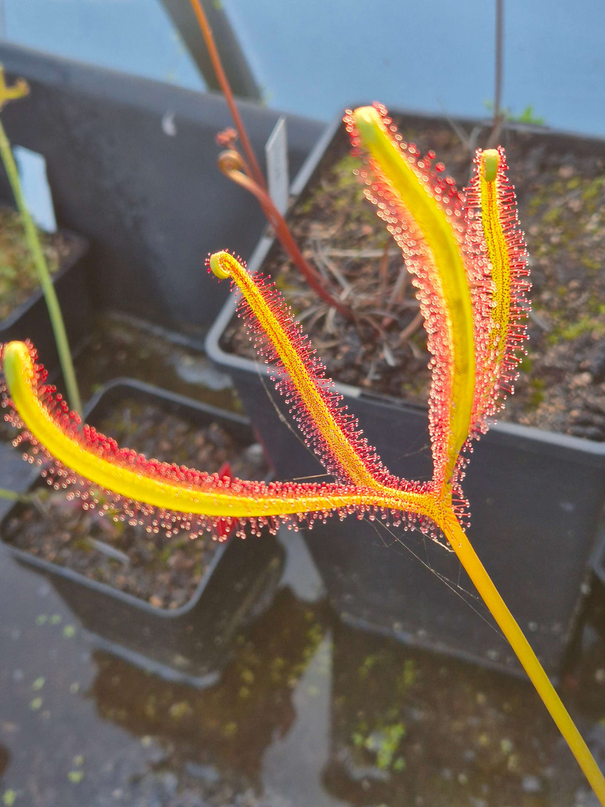 Drosera binata var. dichotoma, détail des tentacules fourchus