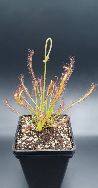 Drosera capensis à la pépinière Carnivore de Sologne