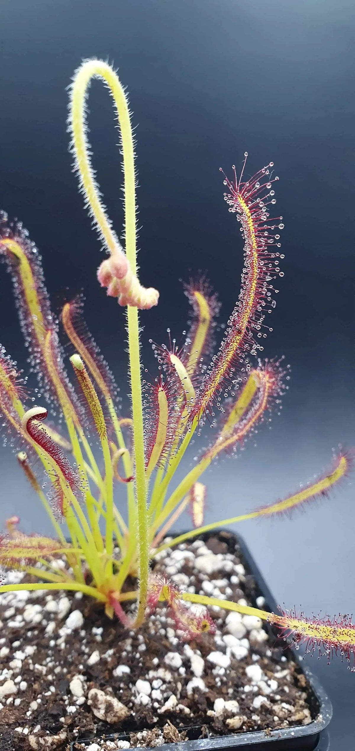 Drosera capensis dans son pot
