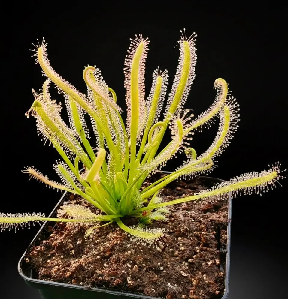 Drosera capensis 'Albino' feuilles tentacules blanches