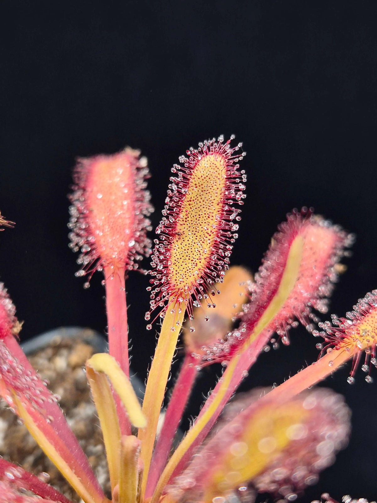 Drosera capensis "Bainskloof" feuilles larges et trapues