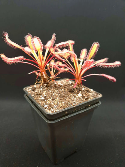Drosera capensis "Bainskloof" dans son pot