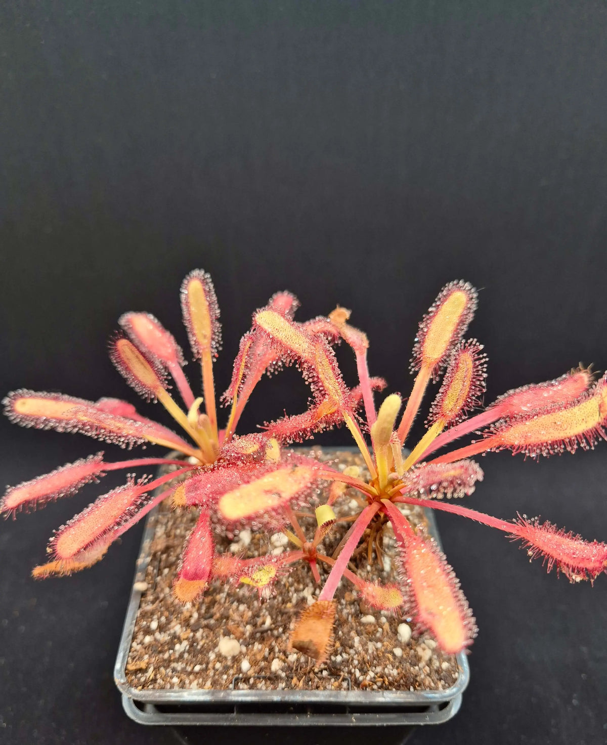 Drosera capensis "Bainskloof" à la pépinière Carnivore de Sologne