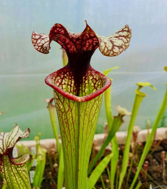 Sarracenia x moorei "John David King" MK H224 urnes