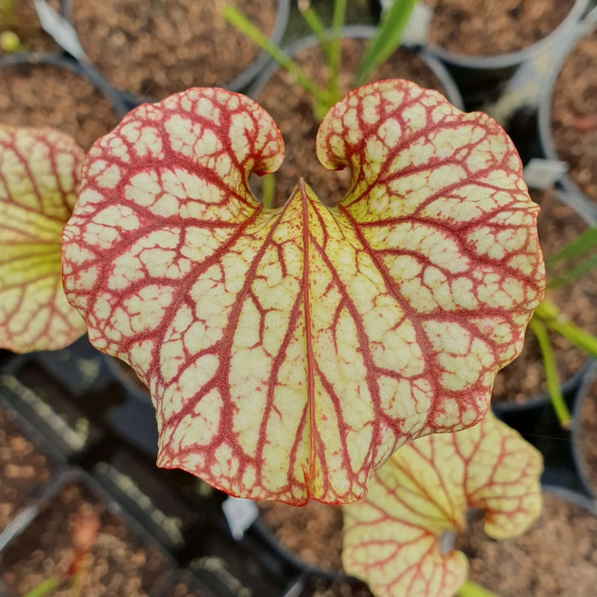 Sarracenia x moorei "John David King" MK H224 à la pépinière Carnivore de Sologne