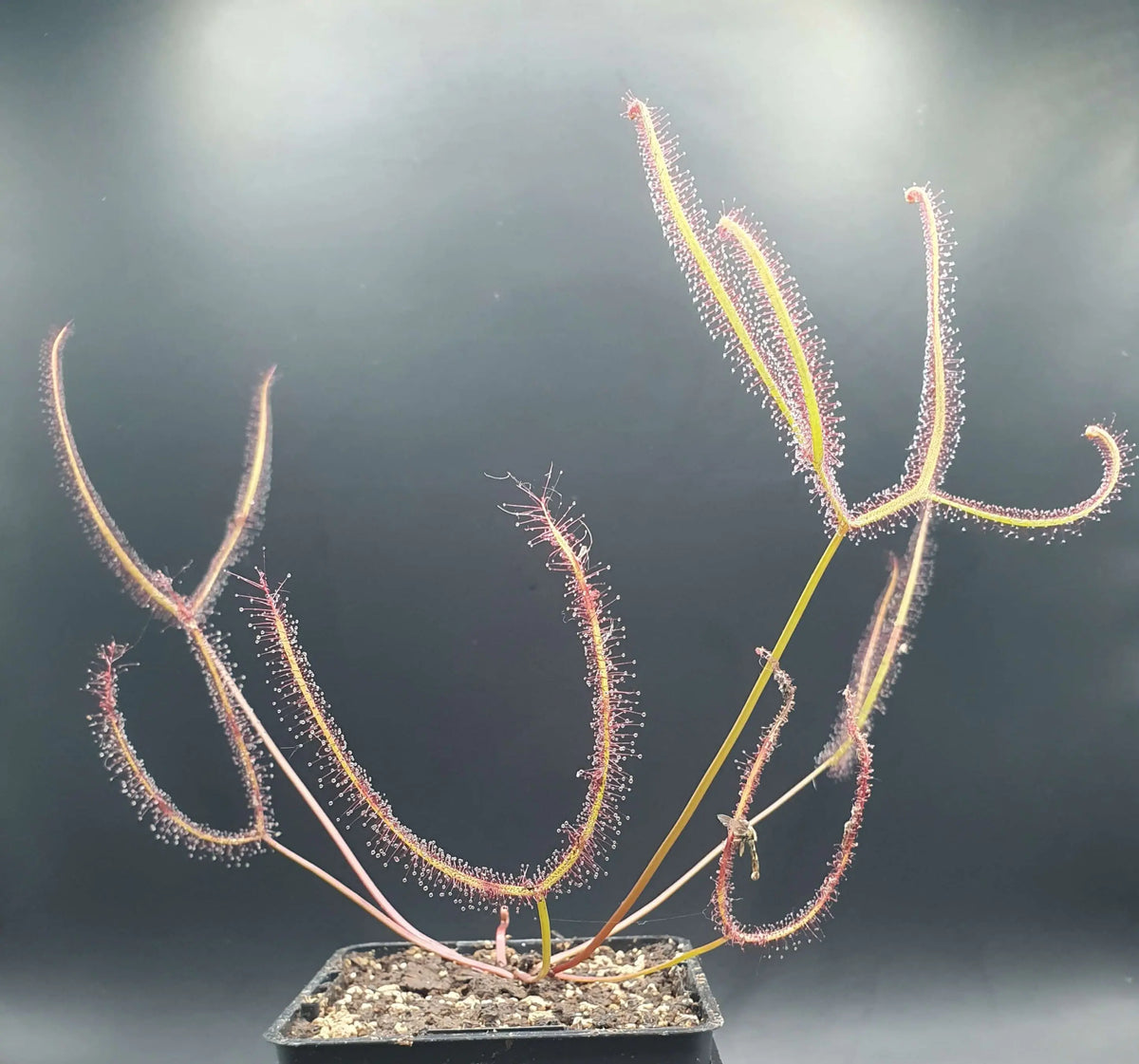 Drosera binata, Lake Burbury, Tasmania CARNIVORE DE SOLOGNE